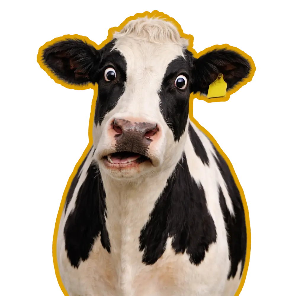 Awkward Cow